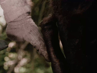 Эротические фото из фильма Аморальные истории (1974)