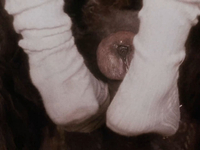 Эротические фото из фильма Аморальные истории (1974)