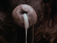 Эротические фото из фильма Аморальные истории (1974)