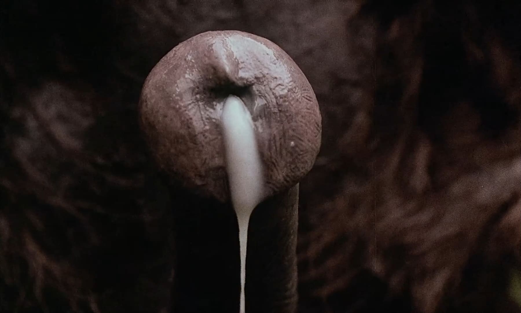 Эротические фото из фильма Аморальные истории (1974)